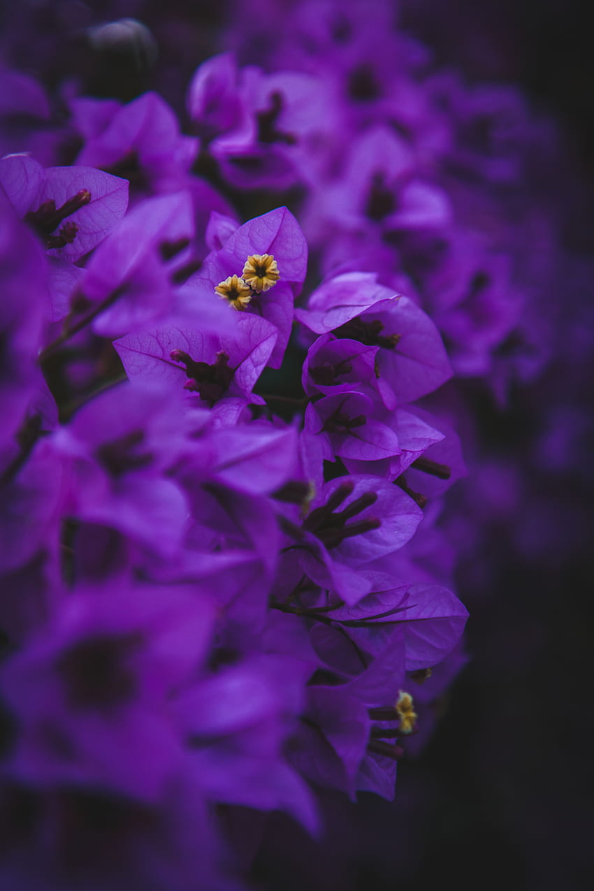 Blumen, Violett, Makro, Lila, Geranie, Blütenstände, Blütenstand HD-Handy-Hintergrundbild