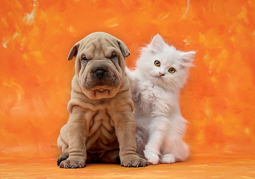 Cute friends, animal, dog, kitten, puppy, love, cute, cat, friend HD wallpaper