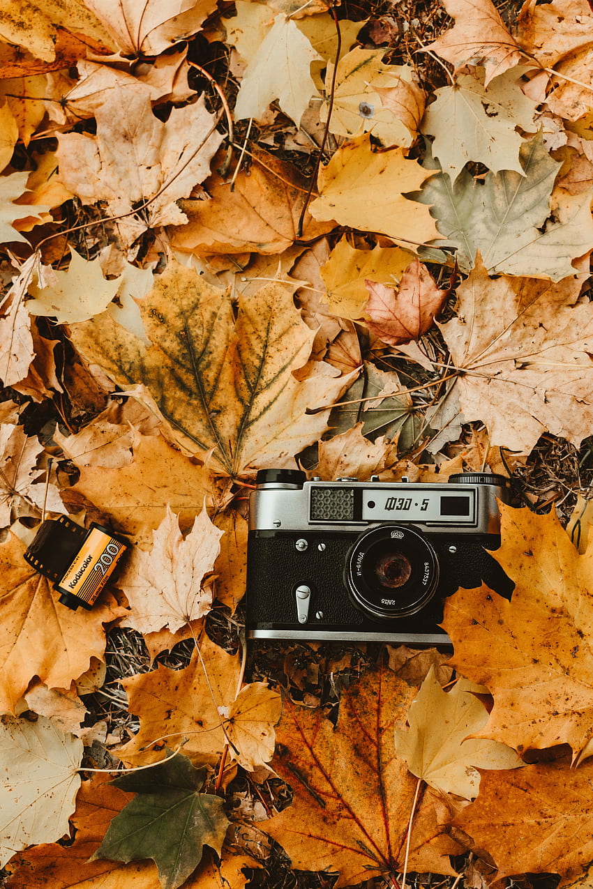 Camera, Autumn, Vintage, Foliage, Retro, Technologies, Technology, Camera Roll HD phone wallpaper