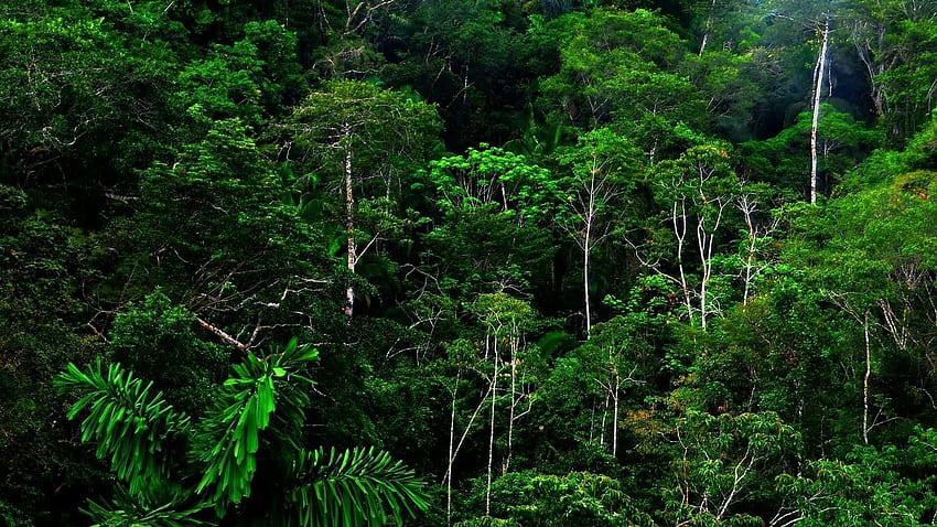 Rain Forest Live fo, Jungle Rain HD wallpaper