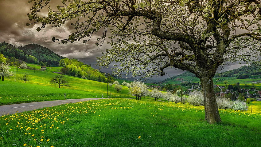 Before the spring storm, path, flowering, meadow, beautiful, grass, dandelions, spring, tree, mountain, wildflowers, freshness, blossoms, clouds, blooming, countryside, storm, slope HD wallpaper