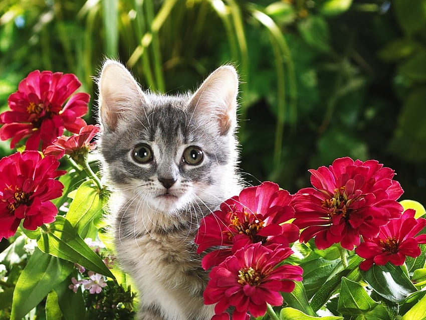 kitty-garden, garden, kitty HD wallpaper
