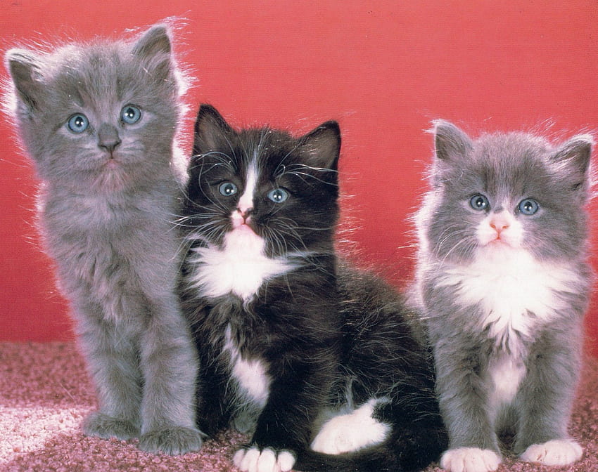 Three kittens, kitten, white, black, grey, cute, pet HD wallpaper