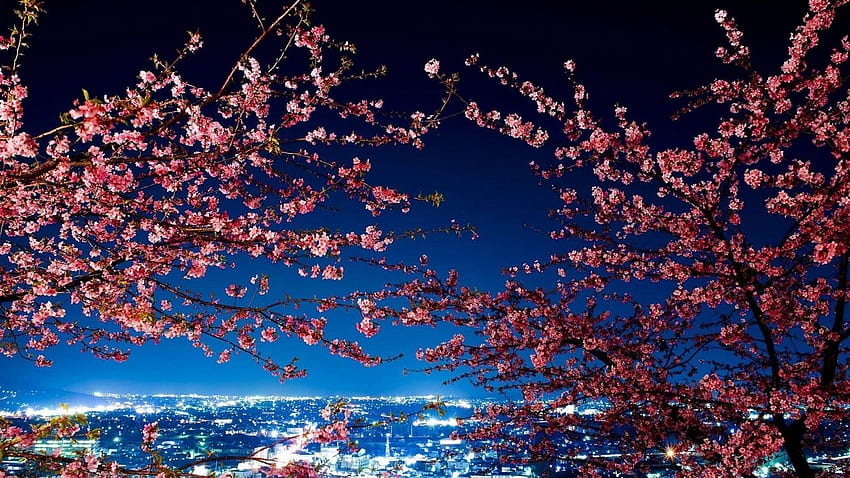 Flowers Cherry Blossoms Tokyo Japan Tree Morning Landscape City HD ...