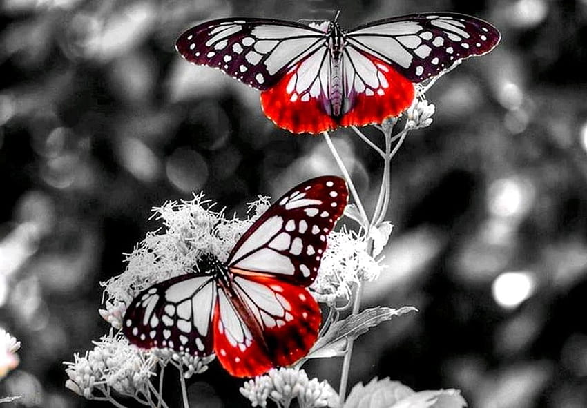 Черно-бяла пеперуда, склад HD тапет