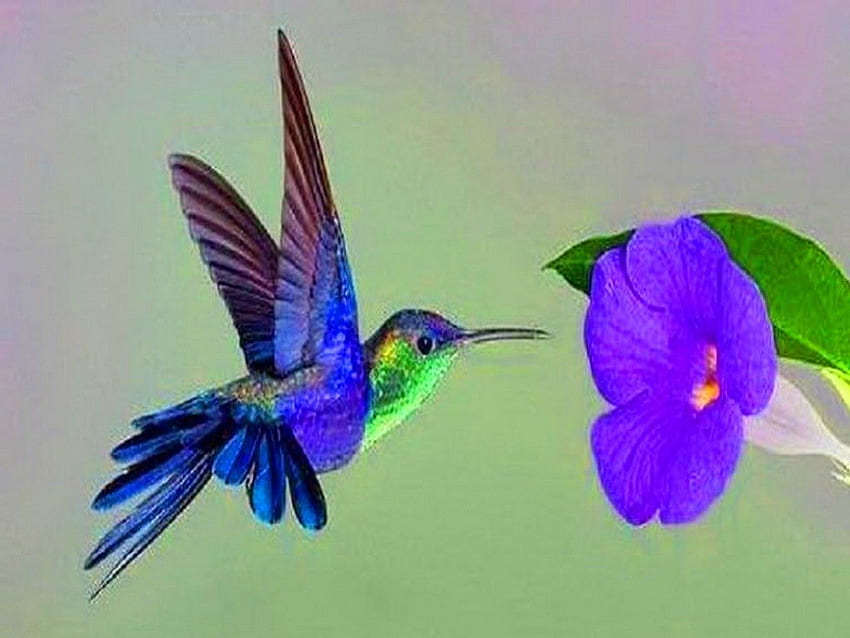 Sweet visit, blue, bird, flower, green, hummingbird HD wallpaper