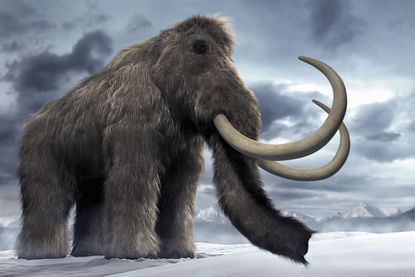 Most viewed Woolly Mammoth HD wallpaper
