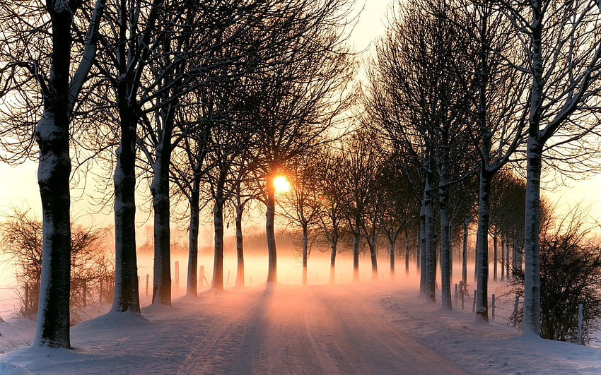 Зима, природа, сняг, път HD тапет
