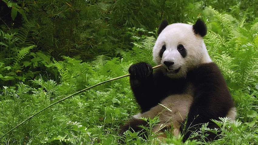 Animals panda nature HD wallpapers | Pxfuel