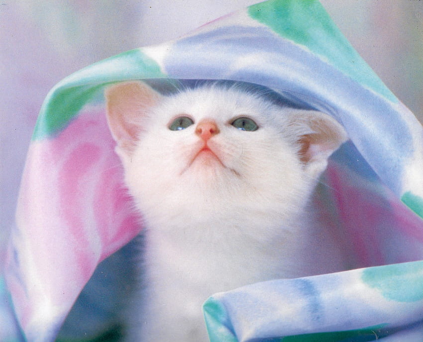 Di bawah sprei, anak kucing, merah muda, tempat tidur, lucu, sprei, menggemaskan, hewan peliharaan Wallpaper HD