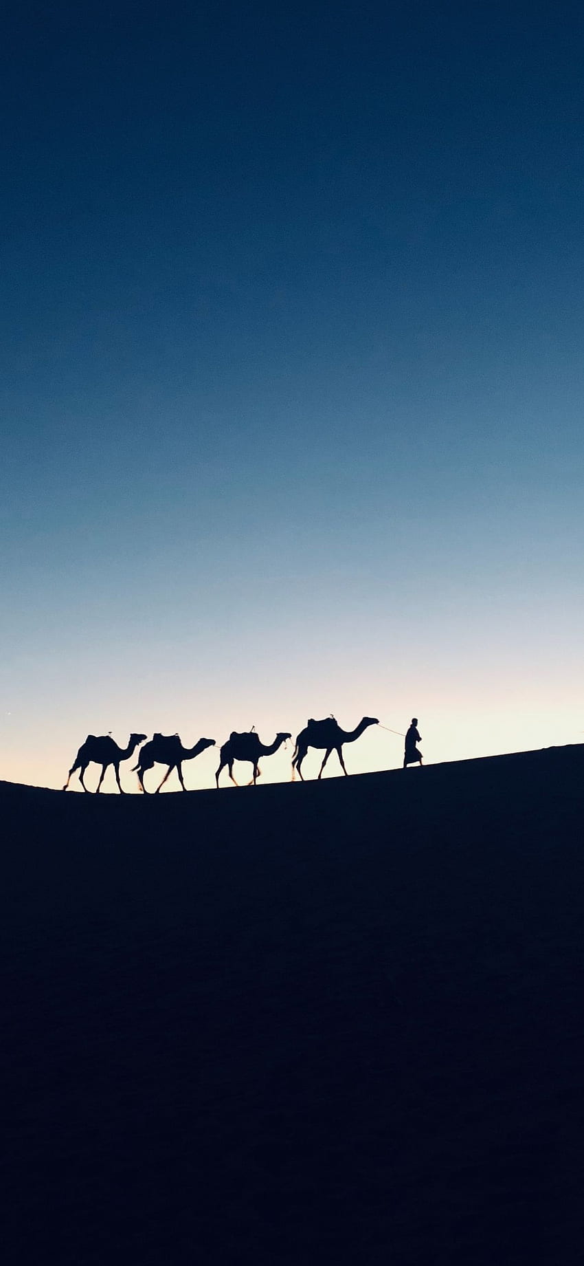 silhouette, sunset, camel, morocco, iphone x , background, 15875 HD phone wallpaper