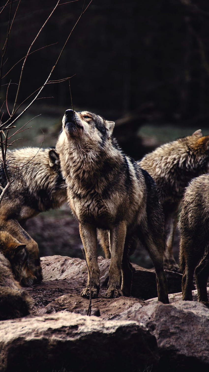 Ein Rudel Wölfe, das Alpha-Männchen, bereit zum Heulen Animal Wolf () Mobile. Wolfshund, Tiere, Wolf HD-Handy-Hintergrundbild