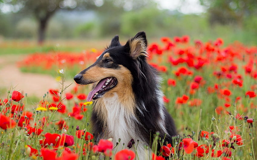 Collie in Flowerfield, dog, summer, poppies, blossoms, nature HD wallpaper