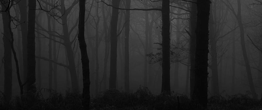 forest, fog, bw, trees, dark dual wide background, Black Fog HD wallpaper