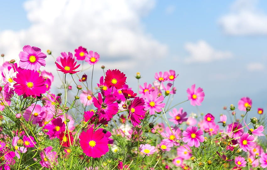 field, summer, flowers, colorful, meadow, summer, field HD wallpaper