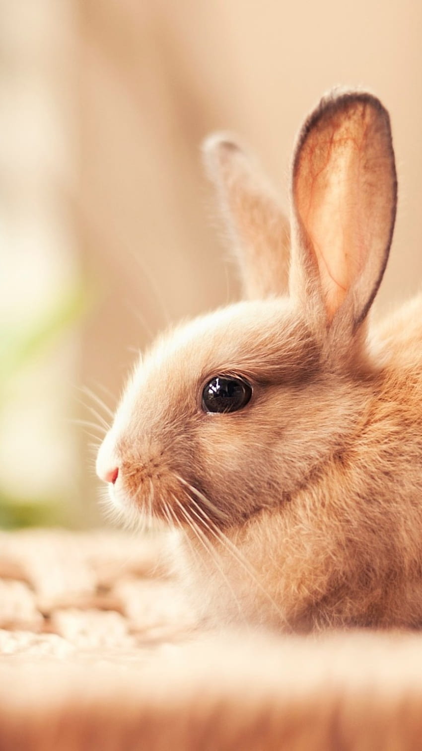 Page 2 | cute bunny backgrounds HD wallpapers | Pxfuel