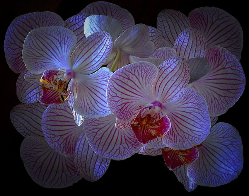 3d flores, tons, flores, luz, beleza papel de parede HD