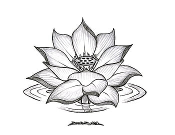 Lotus Blossom Tattoo by Metacharis on deviantART  Lotus blossom tattoos Flower  drawing Flower sketches