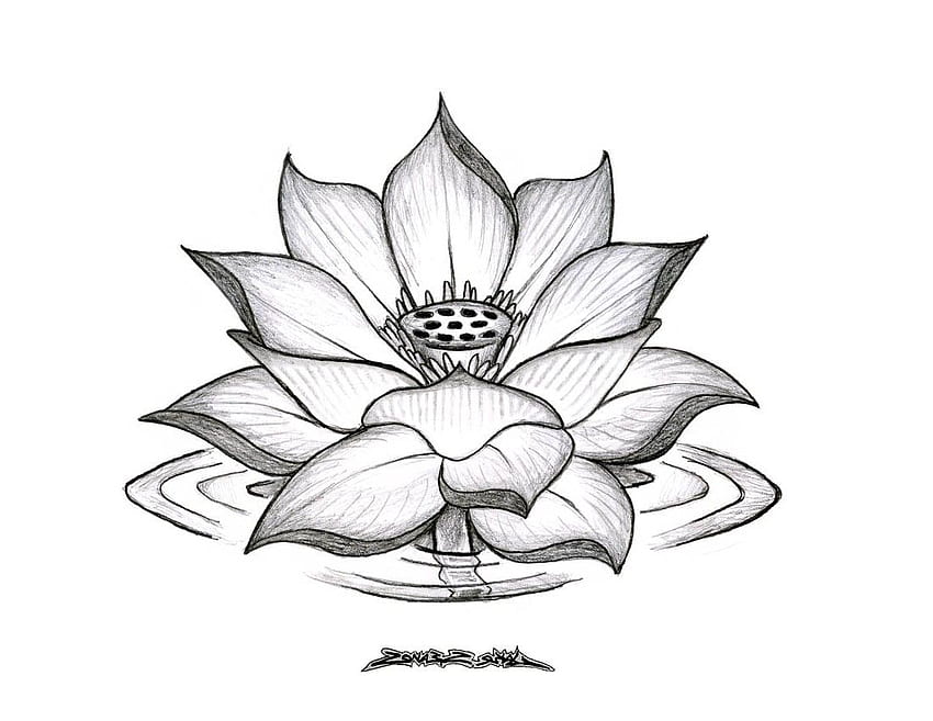 How To Draw A Lotus Flower Tattoo Step by Step Drawing Guide by Dawn   DragoArt