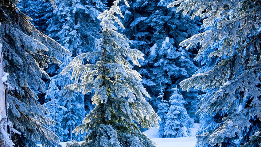 Winter pine, winter, pine, snow, cold, trees HD wallpaper | Pxfuel