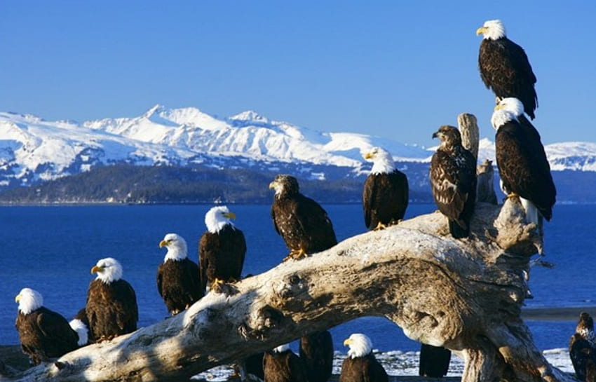 Аляски орли, животни, орли, птици, Аляска HD тапет