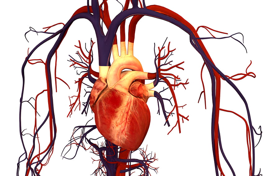 サイボーグ心臓パッチは、心臓移植に代わるものを提供します 高画質の壁紙