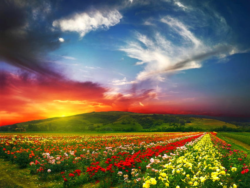 Flores no campo, campo, cores, lindas, flores, pôr do sol papel de parede HD