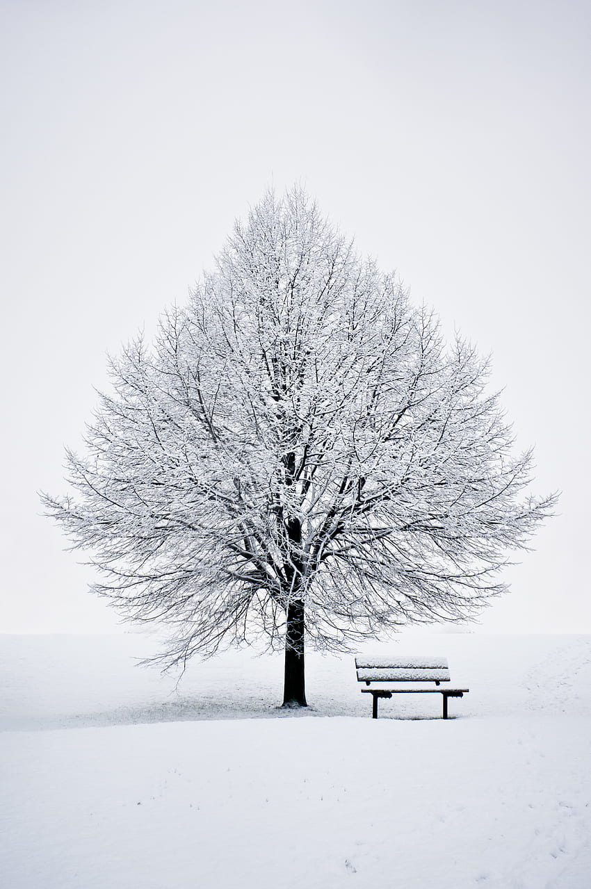 Зима, Сняг, Дърво, Дърво, Минимализъм, Пейка HD тапет за телефон