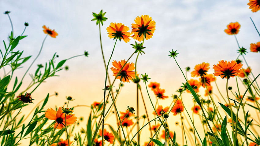 Campo Cosmos, Flores, Verão, - Vista das Flores -, Flores Amarelas Portátil papel de parede HD