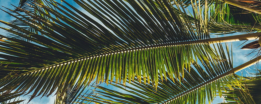 palms, leaves, branches, tropics, Summer Ultra Wide HD wallpaper