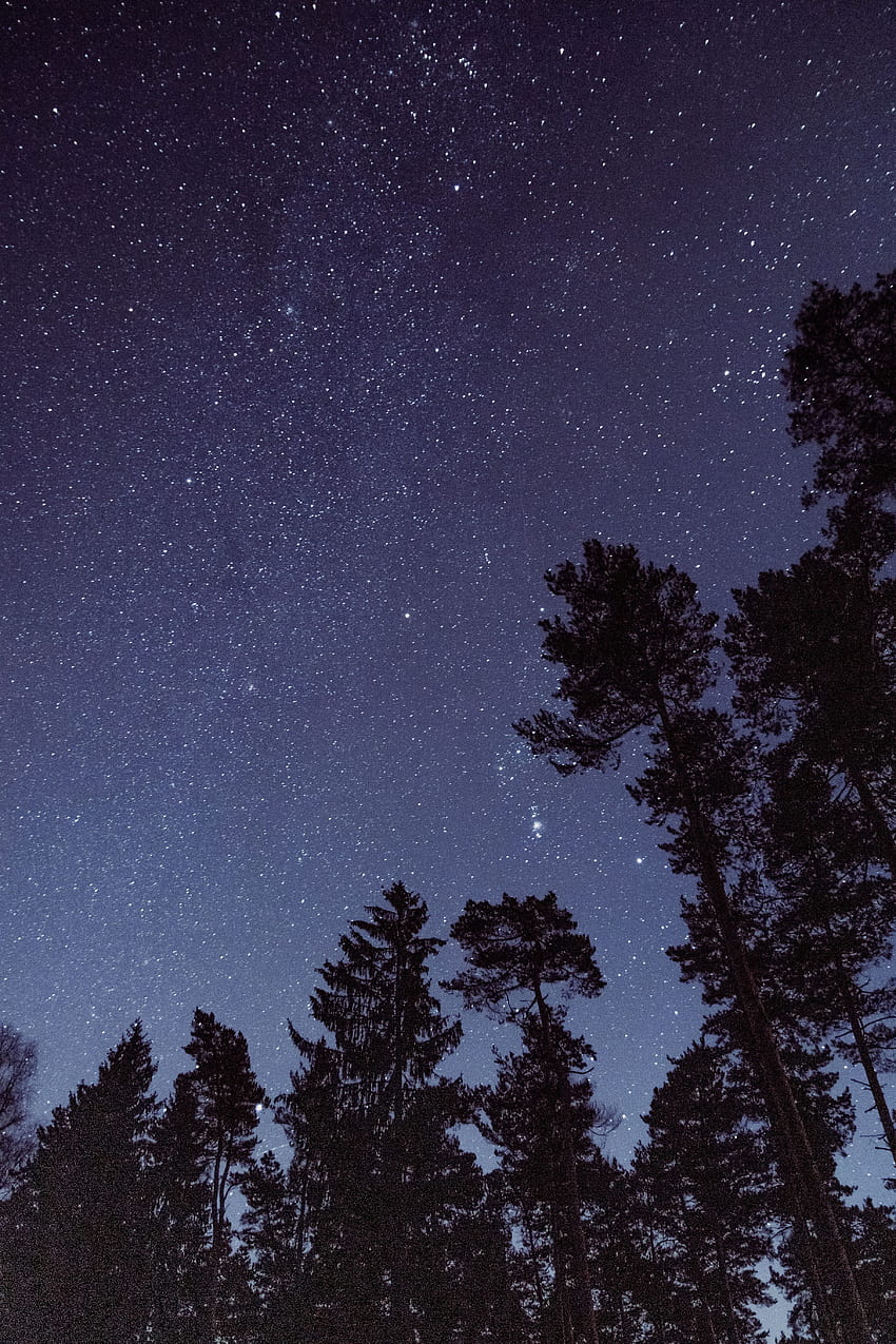 Natura, drzewa, gwiazdy, noc, gwiaździste niebo, widok z dołu Tapeta na telefon HD