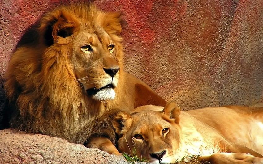 Löwe&Löwin, ein erholsamer Tag, kein Jungtier schläft wieder ein HD-Hintergrundbild
