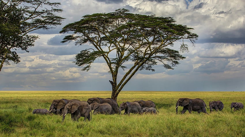 un branco di elefanti nella savana r, savana, eleohants, nuvole, r, mandria, albero Sfondo HD