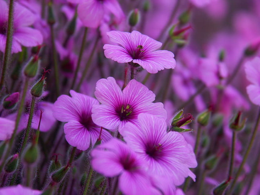 Cantik dalam warna ungu, ungu, bidang, hijau, bunga, musim semi Wallpaper HD