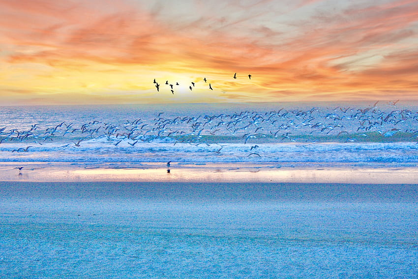 Seagulls, birds, beach, sunset, sea HD wallpaper