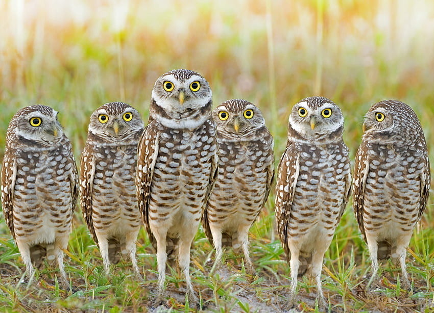 Burrowing Owls, animal, owls, burrowing, bird HD wallpaper
