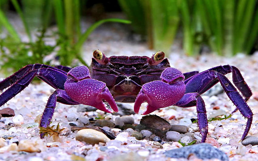 Crab HD wallpaper