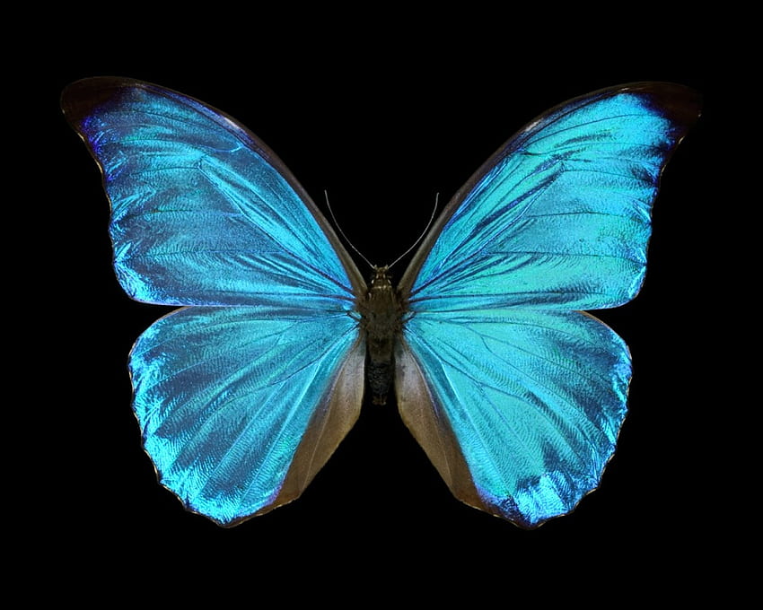Blue Morph (), butterfly, on black, blue morph HD wallpaper
