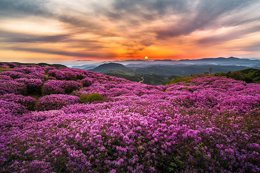 Kore Sis Doğa Dağlar Çiçekler Manzara Otlaklar, Kore Manzarası HD duvar kağıdı