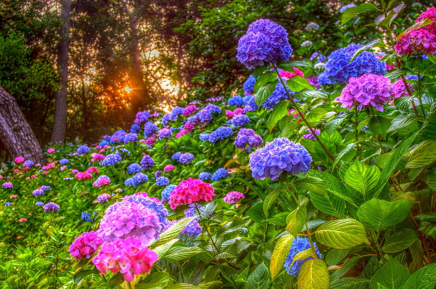 SPRING SUNBURST แสงแดด ดอกไม้ ฤดูใบไม้ผลิ พระอาทิตย์ตก วอลล์เปเปอร์ HD