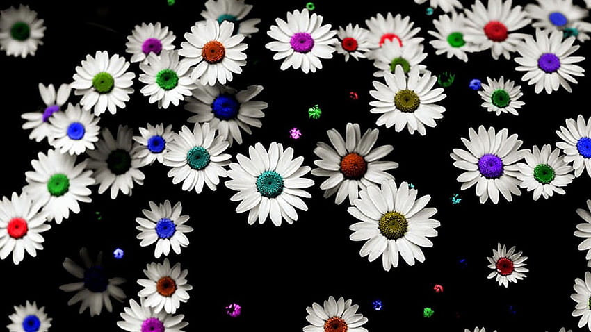 Kolorowe Daisy Kwiaty 3D Czarne Tło. Stokrotka, Kolorowe Stokrotki Tapeta HD
