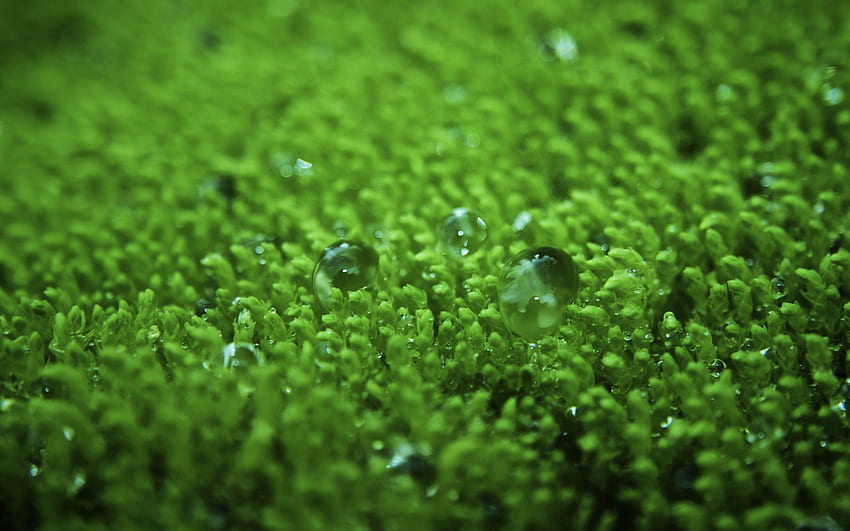 Grass, Bubbles, Drops, Macro, Surface, Lawn HD wallpaper