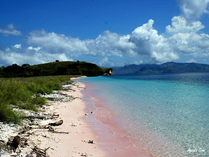 Pinky Beach, sea, pink, sand, indonesia, beauty, beach HD wallpaper