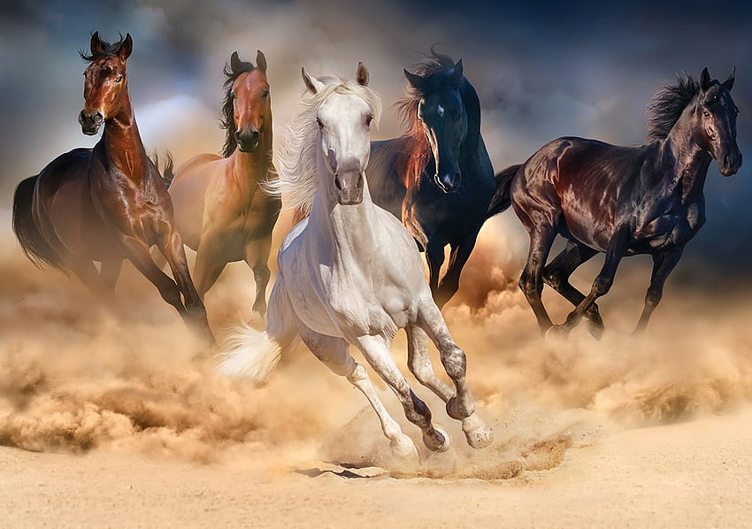Cavalos selvagens, areia, pintura, corrida, animais papel de parede HD