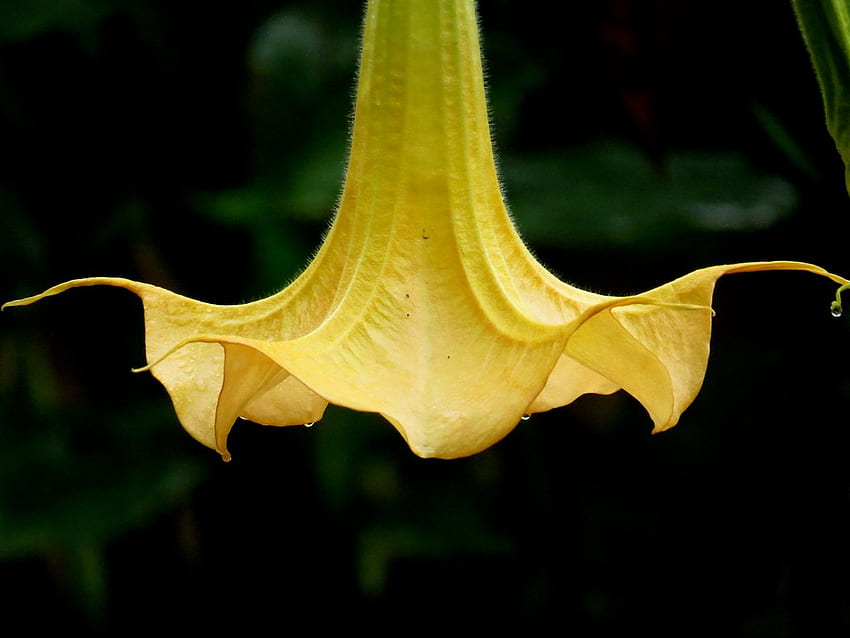 Simetria perfeita - flor de trompete do anjo Brugmansia genu papel de parede HD