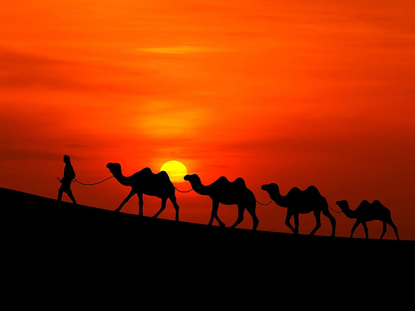 Silhouette of four camels and one man walking HD wallpaper