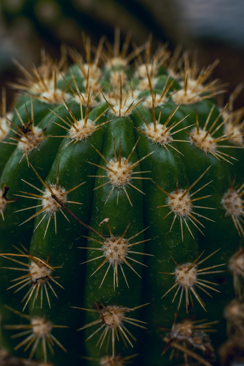 Macro, Barbed, Spiny, Cactus, Thorns, Spikes, Succulent HD phone wallpaper