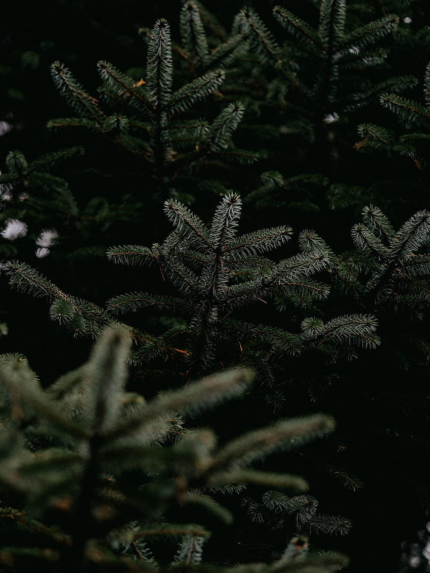 Nature, Pine, Wood, Tree, Branches, Needles HD phone wallpaper