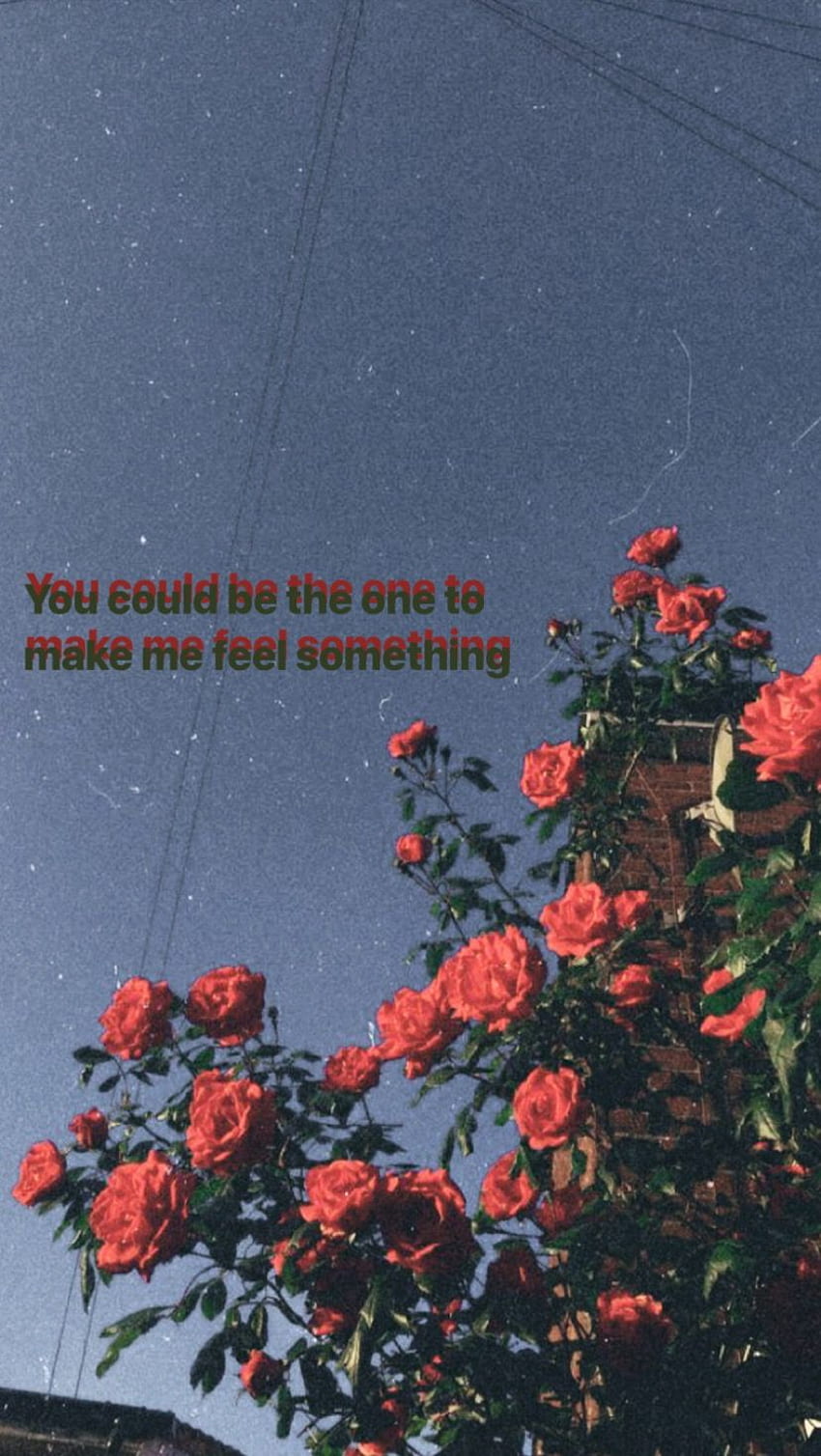 tumblr roses quotes
