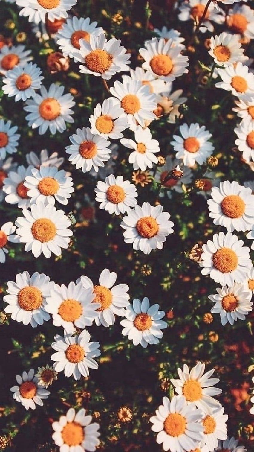 Wallpapers Daisy Phone Images  Free Photos PNG Stickers Wallpapers   Backgrounds  rawpixel